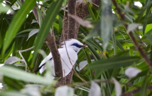 Bali Myna Wallpaper