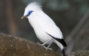 Bali Myna Wallpapers