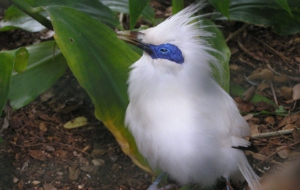 Bali Myna Wallpapers HD