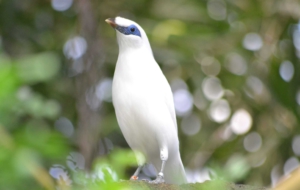 Bali Myna Widescreen