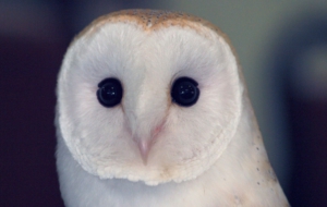 Barn Owl HD Desktop