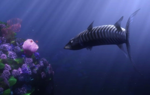 Barracuda HD Wallpaper