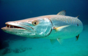 Barracuda Widescreen