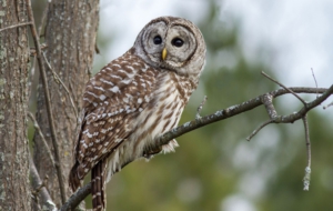 Barred Owl HD Wallpaper