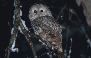 Barred Owl High Quality Wallpapers