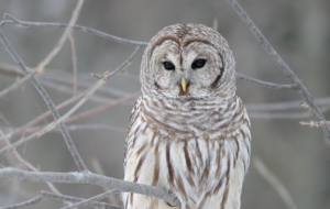 Barred Owl Full HD