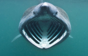 Basking Shark Wallpaper