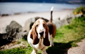 Basset Hound Wallpapers HD