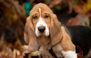 Basset Hound Full HD