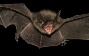 Bat Computer Wallpaper