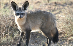 Bat Eared Fox Photos