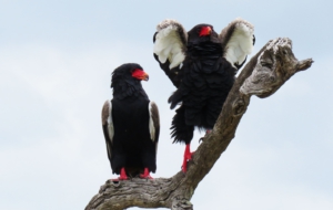 Bateleur Computer Wallpaper
