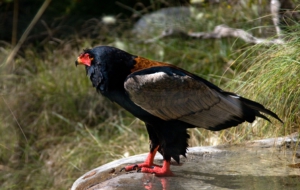 Bateleur HD