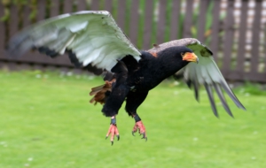 Bateleur HD Background