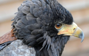 Bateleur HD Wallpaper
