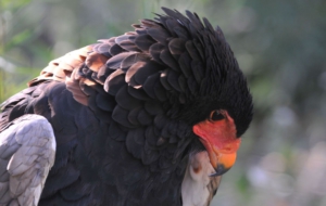 Bateleur High Definition