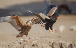 Bateleur High Definition Wallpapers