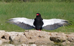 Bateleur High Quality Wallpapers