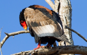 Bateleur Images