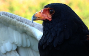 Bateleur Photos