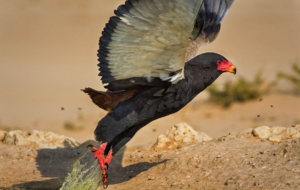Bateleur Pictures
