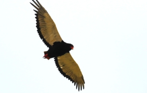 Bateleur Wallpaper