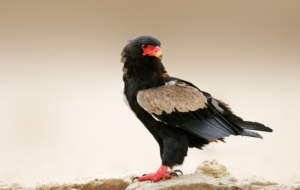 Bateleur Wallpapers