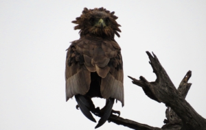 Bateleur Widescreen