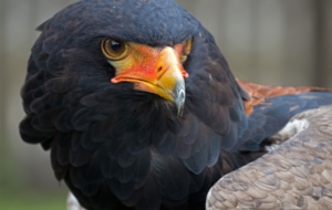 Bateleur For Desktop