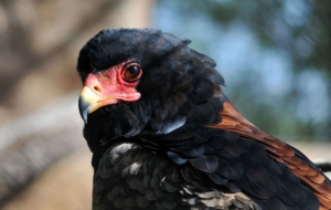 Bateleur Full HD