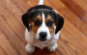 Beagle Desktop Wallpaper