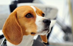 Beagle HD Wallpaper