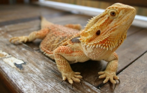 Bearded Dragon 4K