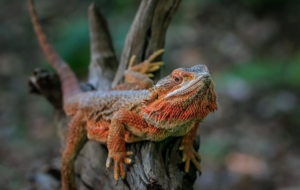Bearded Dragon Background