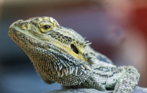 Bearded Dragon Computer Wallpaper