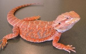 Bearded Dragon HD Background