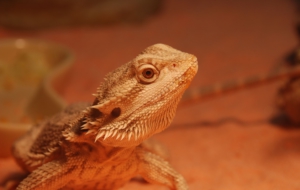 Bearded Dragon Wallpapers HD