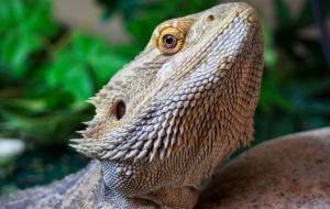 Bearded Dragon Widescreen