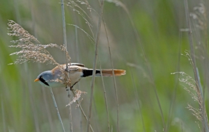 Bearded Reedling Background