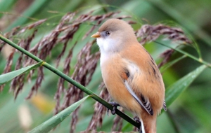 Bearded Reedling Computer Wallpaper