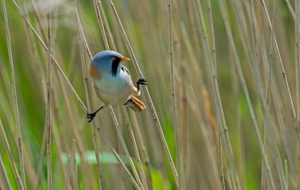 Bearded Reedling HD Background