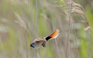Bearded Reedling HD Desktop