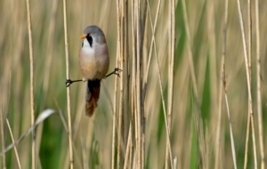 Bearded Reedling High Quality Wallpapers