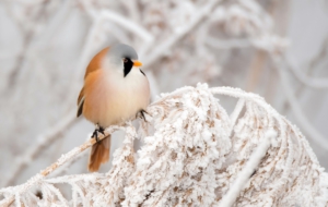 Bearded Reedling Photos