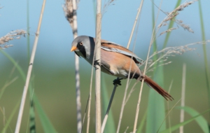 Bearded Reedling Wallpaper