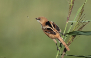 Bearded Reedling Wallpapers HD