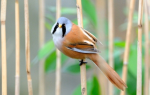 Bearded Reedling Widescreen