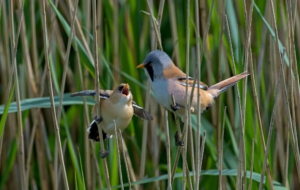 Bearded Reedling For Desktop