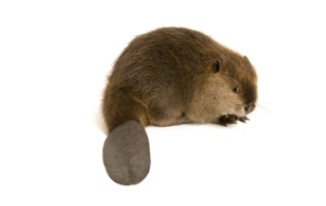 Beaver Background