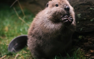 Beaver Computer Wallpaper